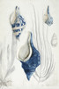 Antique Shells I Poster Print - Aimee Wilson # VARPDXWL470A