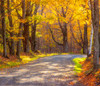 USA-New England-Vermont tree-lined gravel road with Sugar Maple in Autumn Poster Print - Sylvia Gulin # VARPDXUS46SGU0070