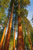 Giant Sequoia in the Mariposa Grove-Yosemite National Park-California-USA Poster Print - Russ Bishop # VARPDXUS05RBS1951