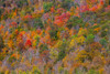 USA-New England-Vermont-Plymouth-Fall colors on hillside Poster Print - Sylvia Gulin # VARPDXUS46SGU0068