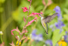 Ruby-throated hummingbird Poster Print - Richard and Susan Day # VARPDXNA02RDY0778