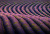 Europe-France-Provence-Valensole Plateau-Rows of ripe lavender Poster Print - Jaynes Gallery # VARPDXEU09BJY0275