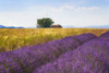 Europe-France-Provence-Valensole Plateau-Lavender and wheat crops with tree and house Poster Print - Jaynes Gallery # VARPDXEU09BJY0271
