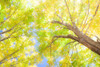 USA-New England-Vermont Autumn looking up into Sugar Maple Trees Poster Print - Sylvia Gulin # VARPDXUS46SGU0050