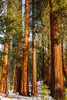 Giant Sequoia in the Mariposa Grove-Yosemite National Park-California-USA Poster Print - Russ Bishop # VARPDXUS05RBS1935