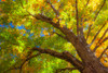 USA-New England-Vermont Autumn looking up into Sugar Maple Trees Poster Print - Sylvia Gulin # VARPDXUS46SGU0051