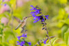 Ruby-throated hummingbird at black and blue salvia Poster Print - Richard and Susan Day # VARPDXNA02RDY0785