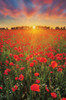 Poppies at Sunset Poster Print - Martin Podt # VARPDXMPP826