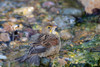 Dickcissel-Spiza americana-bathing Marion County-Illinois Poster Print - Richard and Susan Day # VARPDXNA02RDY0162