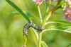 Monarch-Danaus plexippus-caterpillar on Swamp Milkweed-Asclepias incarnata-Marion County-Illinois Poster Print - Richard and Susan Day # VARPDXNA02RDY0212