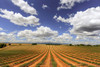 Europe-France-Provence-Valensole Plateau-Harvested lavender fields Poster Print - Jaynes Gallery # VARPDXEU09BJY0272