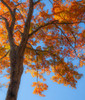 USA-New England-Vermont Autumn looking up into Sugar Maple Trees Poster Print - Sylvia Gulin # VARPDXUS46SGU0046