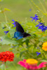 Pipevine swallowtail flying Poster Print - Richard and Susan Day # VARPDXNA02RDY0756