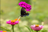 Pipevine swallowtail flying Poster Print - Richard and Susan Day # VARPDXNA02RDY0757