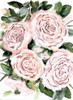 Gentle Roses Pink Poster Print - Marcy Chapman # VARPDXRB17215MCH