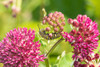 Monarch caterpillar on purple milkweed Poster Print - Richard and Susan Day # VARPDXNA02RDY0709