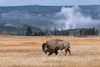 American Bison Yellowstone National Park-Wyoming Poster Print - Adam Jones # VARPDXUS51AJE0543 American Bison Yellowstone National Park-Wyoming Poster Print - Adam Jones # VARPDXUS51AJE0543