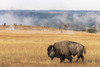 American Bison Yellowstone National Park-Wyoming Poster Print - Adam Jones # VARPDXUS51AJE0542