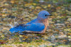 Eastern Bluebird-Sialia sialis-male bathing Marion County-Illinois Poster Print - Richard and Susan Day # VARPDXNA02RDY0142