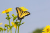 Eastern Tiger swallowtail on Cup plant Poster Print - Richard and Susan Day # VARPDXNA02RDY0686