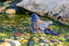 Blue Grosbeak-Passerina caerulea-male bathing Marion County-Illinois Poster Print - Richard and Susan Day # VARPDXNA02RDY0159