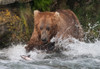Brown Bear catching salmon at Brooks Falls-Katmai National Park-Alaska-USA Poster Print - Keren Su # VARPDXUS02KSU0289