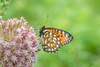 Regal Fritillary-Speyeria idalia-female on Common Milkweed-Asclepias syriaca-Sand Prairie-Scrub Oak Poster Print - Richard and Susan Day # VARPDXNA02RDY0200