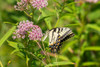 Eastern Tiger Swallowtail-Papilio glaucus-on Swamp Milkweed-Asclepias incarnata-Marion County-Illin Poster Print - Richard and Susan Day # VARPDXNA02RDY0185