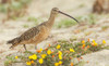 Long-billed curlew at the beach Poster Print - Ken Archer # VARPDXNA02KAR2472