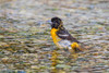 Baltimore Oriole-Icterus galbula-female bathing Marion County-Illinois Poster Print - Richard and Susan Day # VARPDXNA02RDY0164