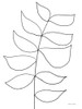 Leaf Sketch 3 Poster Print - Susan Ball # VARPDXSB995