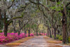 Rural road with azaleas and live oaks lining roadway-Bonaventure Cemetery-Savannah-Georgia Poster Print - Adam Jones # VARPDXUS11AJE0072