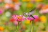 Ruby-throated Hummingbird-Archilochus colubris-at Zinnias Union County-Illinois Poster Print - Richard and Susan Day # VARPDXNA02RDY0123