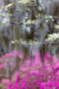 Soft focus view of flowering dogwood trees and azaleas in full bloom in spring-Bonaventure Cemetery Poster Print - Adam Jones # VARPDXUS11AJE0056