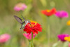 Ruby-throated Hummingbird-Archilochus colubris-at Zinnias Union County-Illinois Poster Print - Richard and Susan Day # VARPDXNA02RDY0122