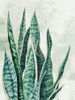 Reaching Snake Plant Poster Print - PI Studio # VARPDXPM244A