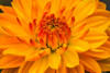 Yellow-orange dahlia blooming macro Poster Print - William Perry # VARPDXUS48WPE0455