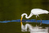 Great Egret-Ardea alba-fishing in wetland Marion County-Illinois Poster Print - Richard and Susan Day # VARPDXNA02RDY0065