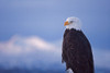 Bald Eagle-Homer-Alaska-USA Poster Print - Keren Su # VARPDXUS02KSU0011