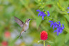 Ruby-throated Hummingbird-Archilochus colubris-at Blue Ensign Salvia-Salvia guaranitica-Marion Coun Poster Print - Richard and Susan Day # VARPDXNA02RDY0089