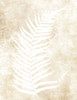 Fern Frond 2 Poster Print - Susan Ball # VARPDXSB1118