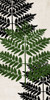 Pressed Ferns Panel 1 Poster Print - Kimberly Allen # VARPDXKARN858A