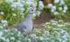 Mourning dove Poster Print - Ken Archer # VARPDXNA02KAR2473