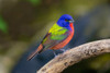 Painted Bunting-Passerina ciris-in spring Poster Print - Larry Ditto # VARPDXNA02LDI0074