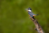 Ringed Kingfisher-Megaceryle torquata-male Poster Print - Larry Ditto # VARPDXNA02LDI0085