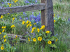 USA-Washington State Fence line with spring wildflowers Poster Print - Terry Eggers # VARPDXUS48TEG1890