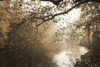 Morning Rays at Swatara Creek Poster Print - Lori Deiter # VARPDXLD3043