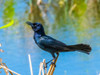 USA-Florida-Sarasota-Boat-tailed Grackle Poster Print - Bernard Friel # VARPDXUS10BFR1303