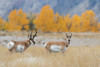 Pronghorn pair Poster Print - Ken Archer # VARPDXNA02KAR2433