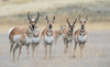 Pronghorns Poster Print - Ken Archer # VARPDXNA02KAR2431